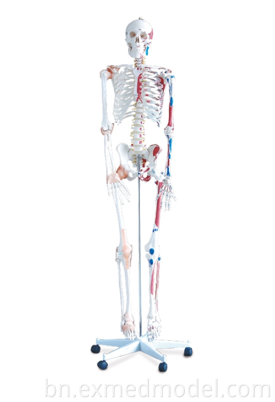 Human Skeleton with Colored Muscular